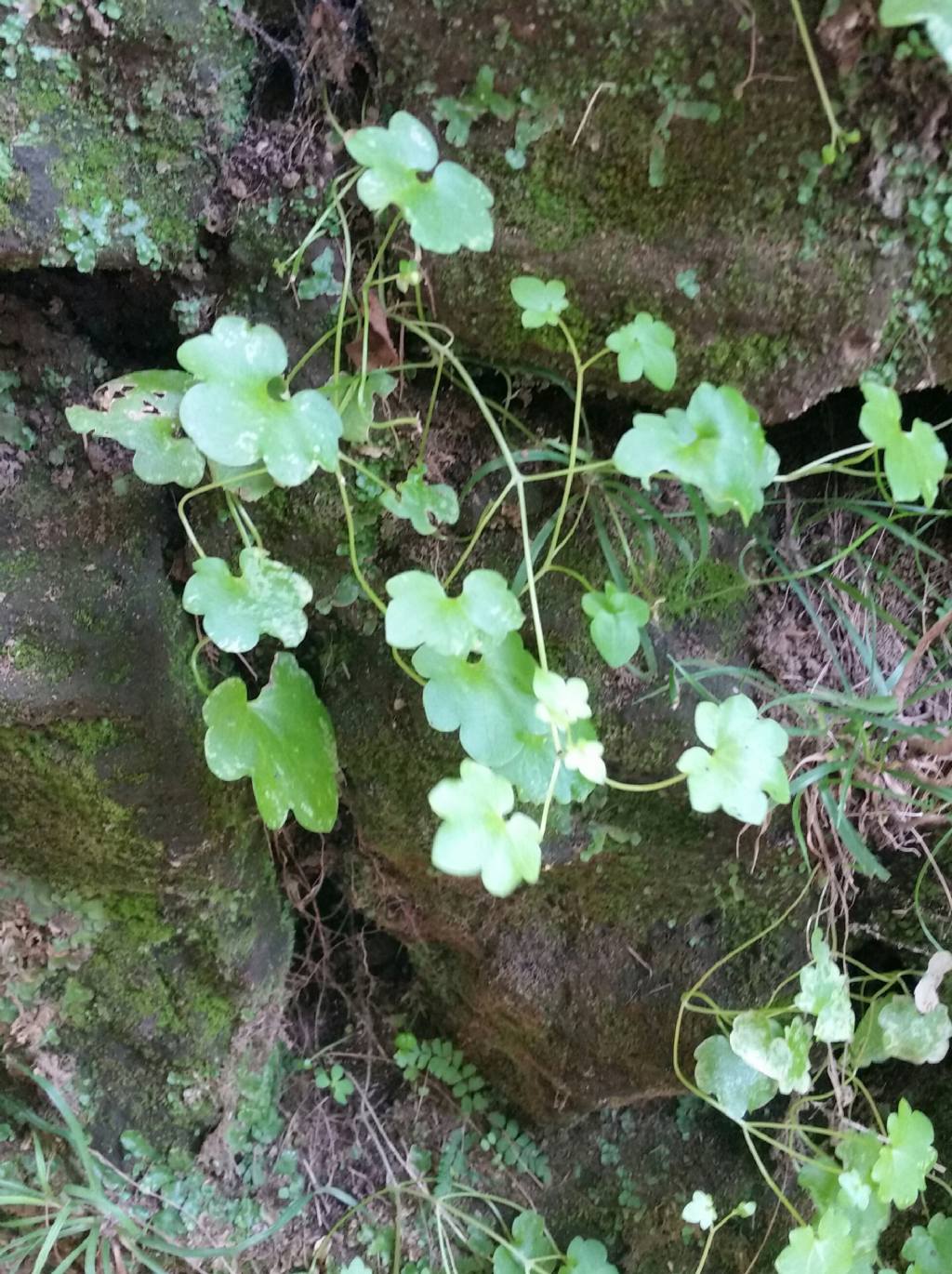 Foglie su muretto - Cymbalaria muralis